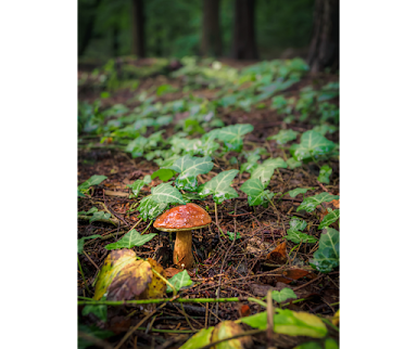 Wild mushroom growing amongst ivy in a woodland