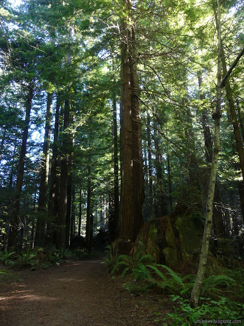 05: many big stumps among narrower trees