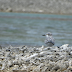 Gray-backed tern returns to Palmyra Atoll