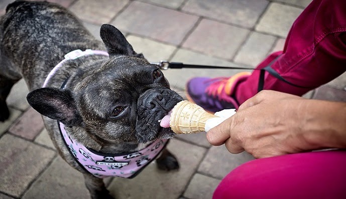 is vanilla ice cream okay for dogs