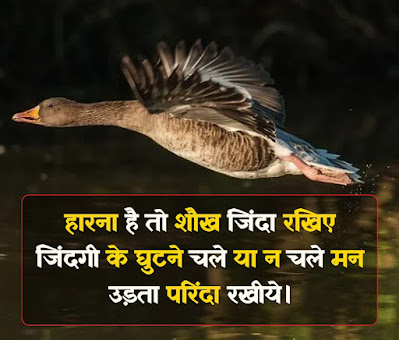 Birds Quotes In Hindi