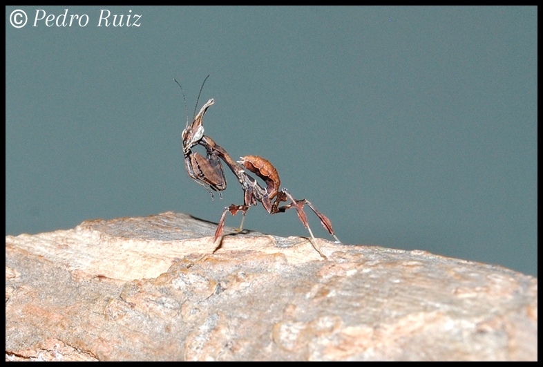 Ninfa L2 de Phyllocrania paradoxa