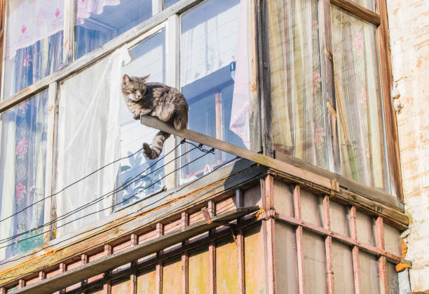 cat in a precarious position outside a building