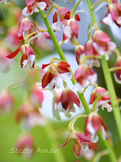 Calanthe discolor