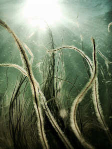 Strands of seaweed reaching for the light underwater. Photo by Naja Bertolt on Unsplash.