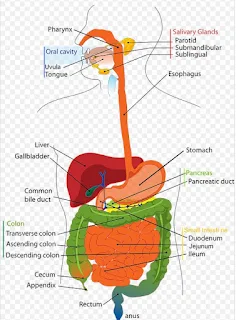 Organ-organ Tubuh Manusia pada Sistem Pencernaan