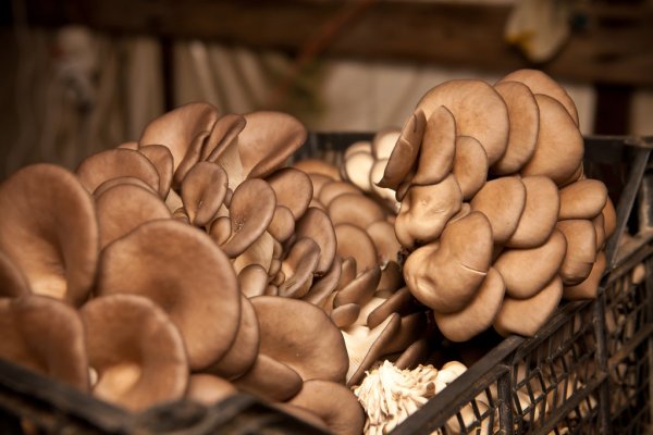 Reishi mushroom farming training in Colombia | Mushroom farming | Biobritte mushroom training