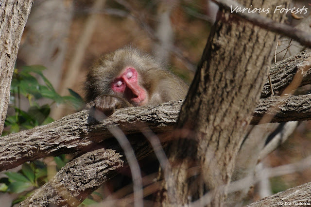 Japanese macaques in the Tanzawa Mountains,丹沢のニホンザル