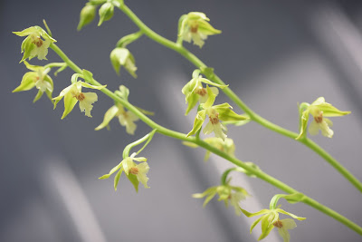 Calanthe nipponica - Japanese Calanthe care