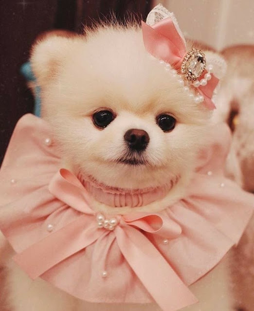 cute puppy image for instagram dp