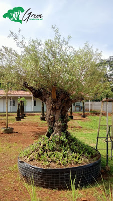 Jual Tanaman Hias Olive Tree (Pohon Zaitun) di Depok