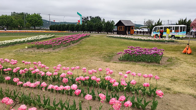 北海道 道北 かみゆうべつチューリップ公園