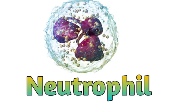 Neutrophils meaning in hindi | Neutrophils क्या होता है?