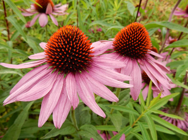 Echinacea Flowers