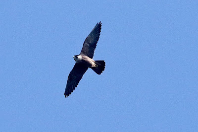 Peregrine Falcon (Shaheen)