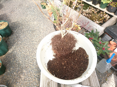 植え付け　植え替え　準備