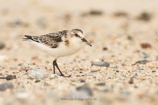 Wildlifefotografie Helgoland Düne Sanderling