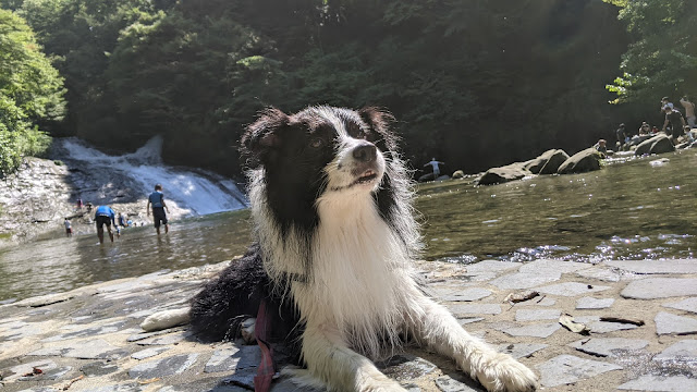 保護犬 ボーダーコリー トーマ 養老渓谷 川遊び 全集中 水の呼吸 よもやよもやだ