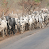 Herdsmen give FG condition to end open grazing