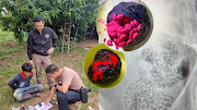 Thailand Drug Ring Snares Austrian Tourist; He Swallows Pills. — KHAO24