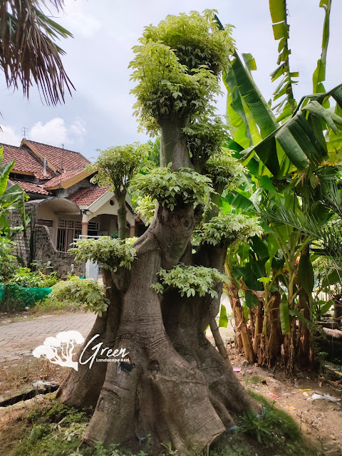 Jual Bonsai Randu Varigata Putih di Madura | Harga Bonsai Randu Varigata Murah Langsung Dari Petani