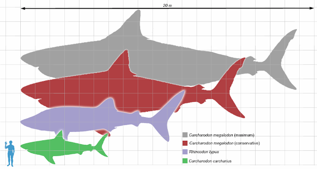 Misslelauncherexpert, Matt Martyniuk, Megalodon scale1, CC BY-SA 4.0, Matt Martyniuk, Megalodon scale1, CC BY-SA 4.0