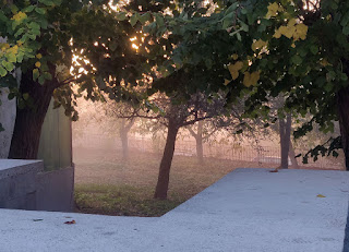 Early morning mist through the trees