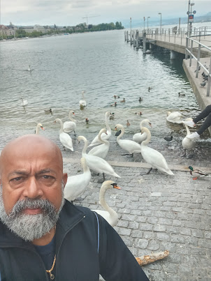 Unforgettable wild swans and ducks of Lake Zurich.