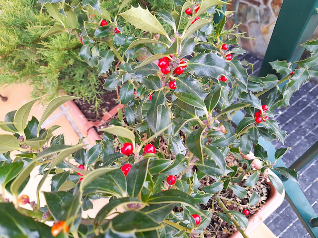 Acebo "Alaska" (Ilex aquifolium "Alaska").