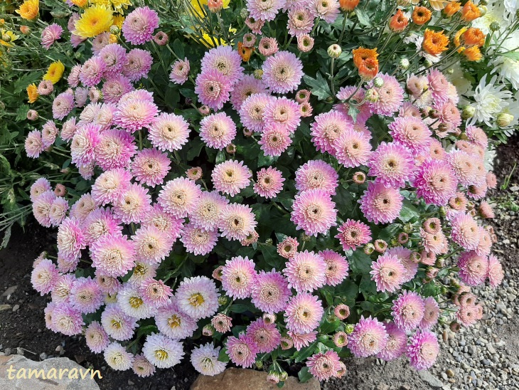 Хризантема (Chrysanthemum)