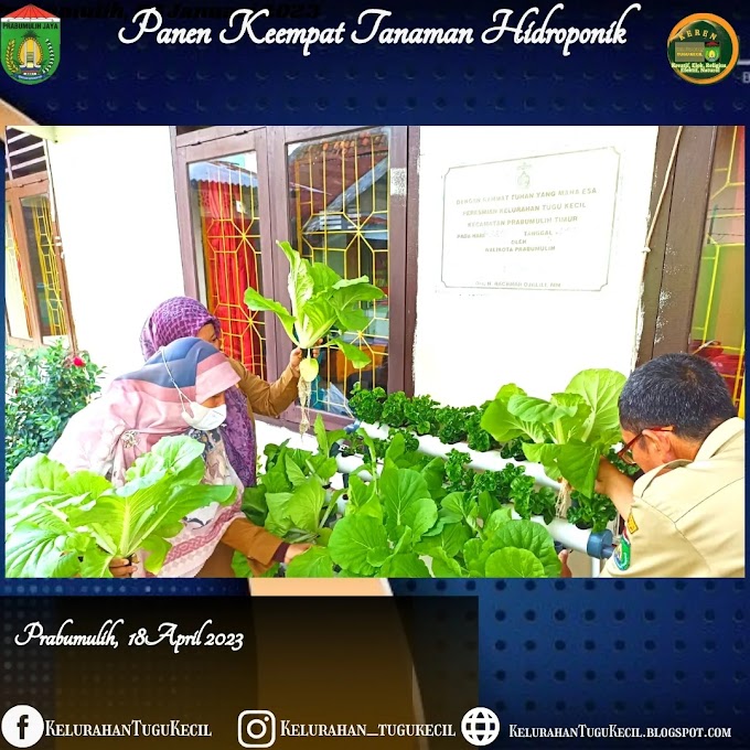 Panen Keempat Sayuran Hidroponik di Kantor Lurah Tugu Kecil dipanen langsung oleh Lurah Tugu Kecil, Sekretaris Lurah, Kasi Kesra ,PPL Pertanian Tugu Kecil serta Staf Kelurahan .