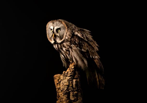 Owls Nocturnal