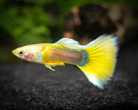 Ikan guppy kuning