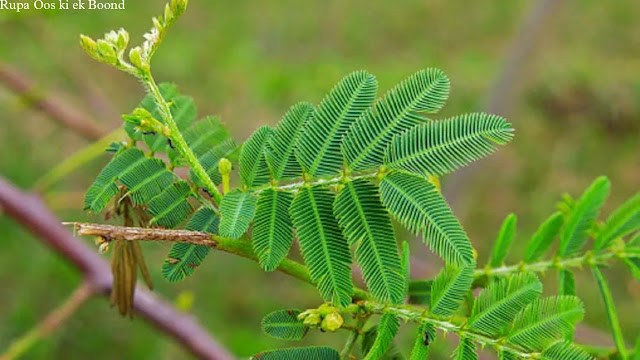 लाजवंती (छुई मुई)/ Shameplant