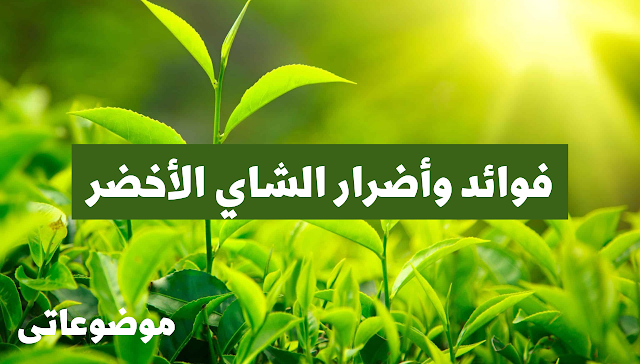 فوائد وأضرار الشاي الأخضر