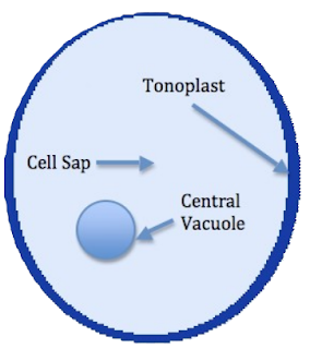 Structure of vacuoles
