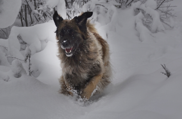 leonberger