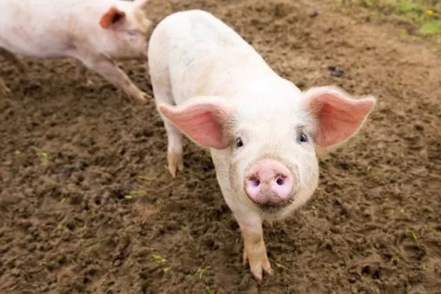  Ilmuwan Jerman Akan Membiakkan Babi Modifikasi sebagai Donor Jantung bagi Manusia