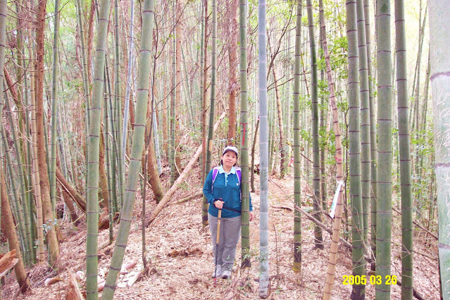 往金甘樹山