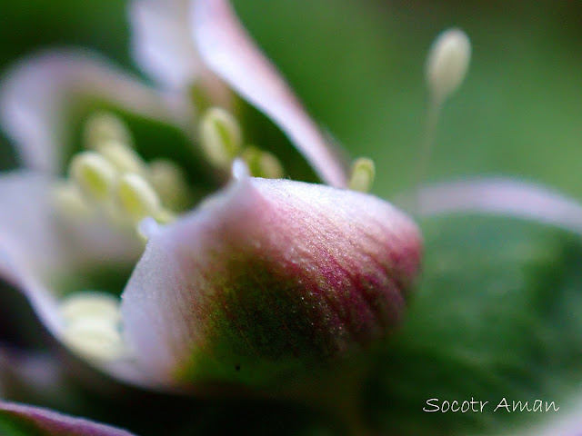 Anemone flaccida