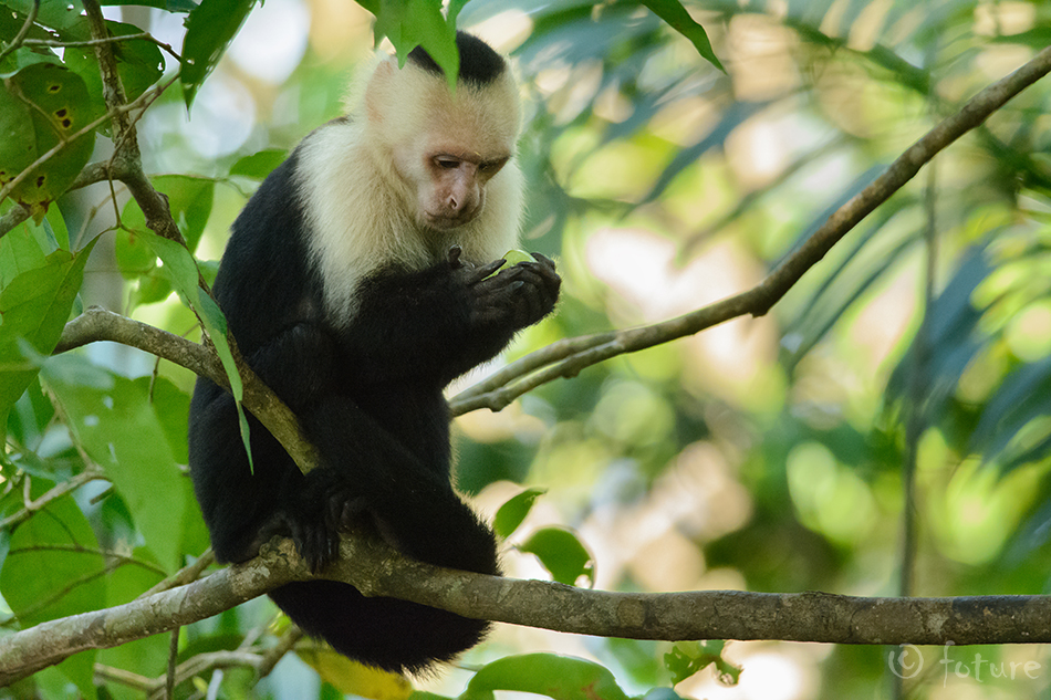 Valgepea kaputsiinahv, Cebus imitator, Panamanian white-faced capuchin, ahv, headed, Central American