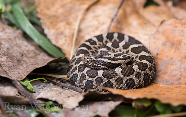 massasauga rattlesnake ohio