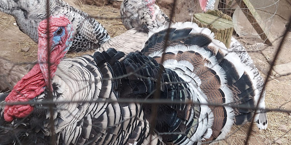 How do you hunt wild turkeys?