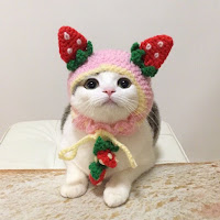 Gorros de lana para gatos