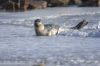 Wildlifefotografie Helgoland Düne Robben Kegelrobbe