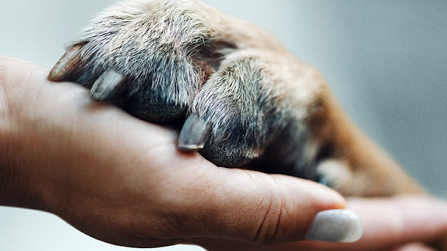 《摯狗伴我行 犬無二心Dogs》第二季Netflix紀錄片：關於狗狗的辛酸紀錄片，每一集都很好看
