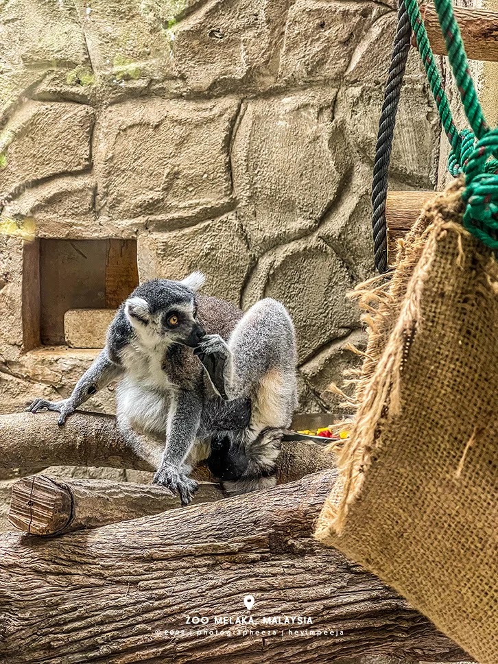 Lemur Zoo Melaka