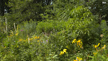 FILMPJE VAN ONZE TUIN