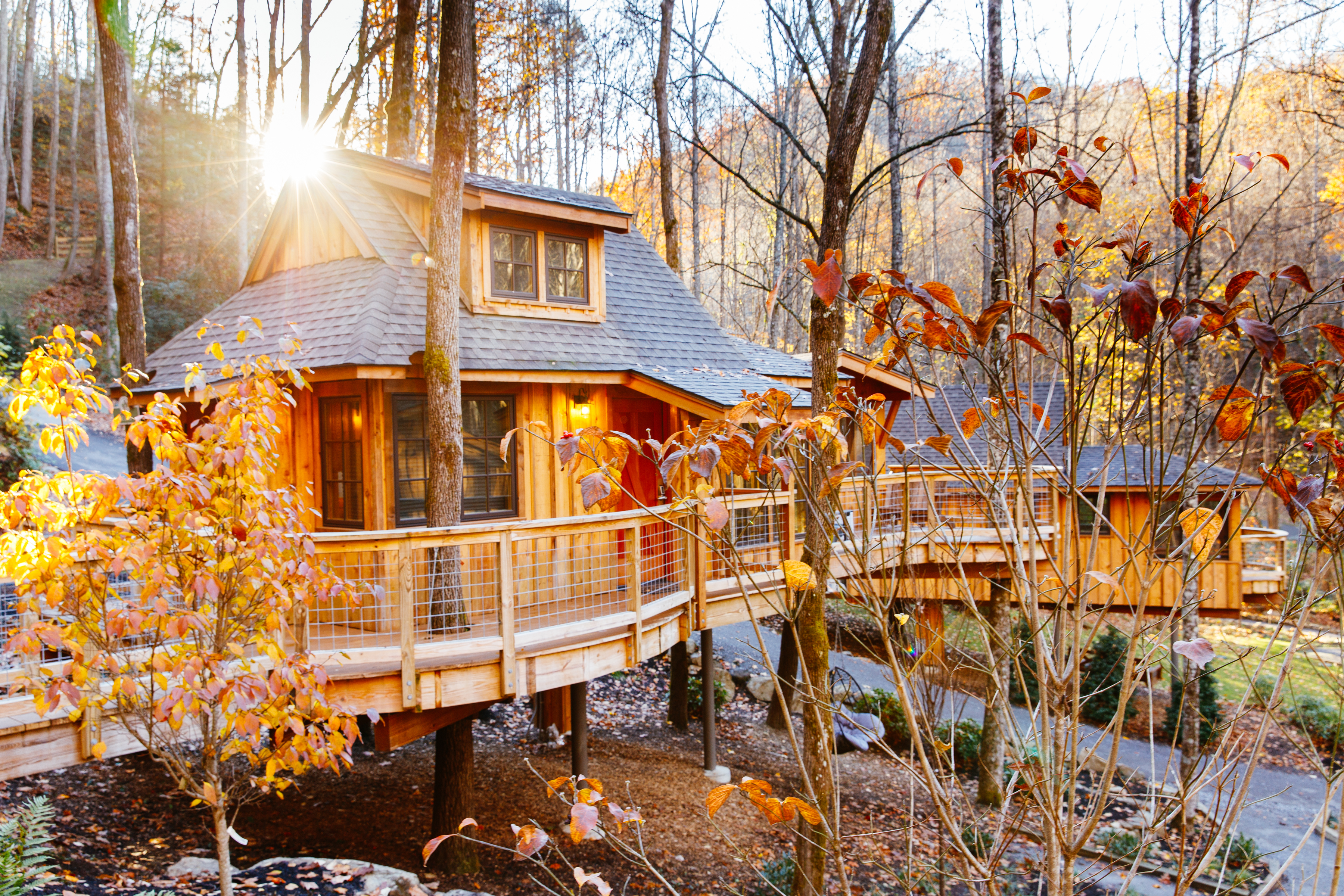 Treehouse Grove Opening Eight New Treehouses