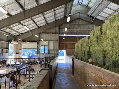 interior of barn at Pennyroyal Goat Dairy and Farm in Boonville, California